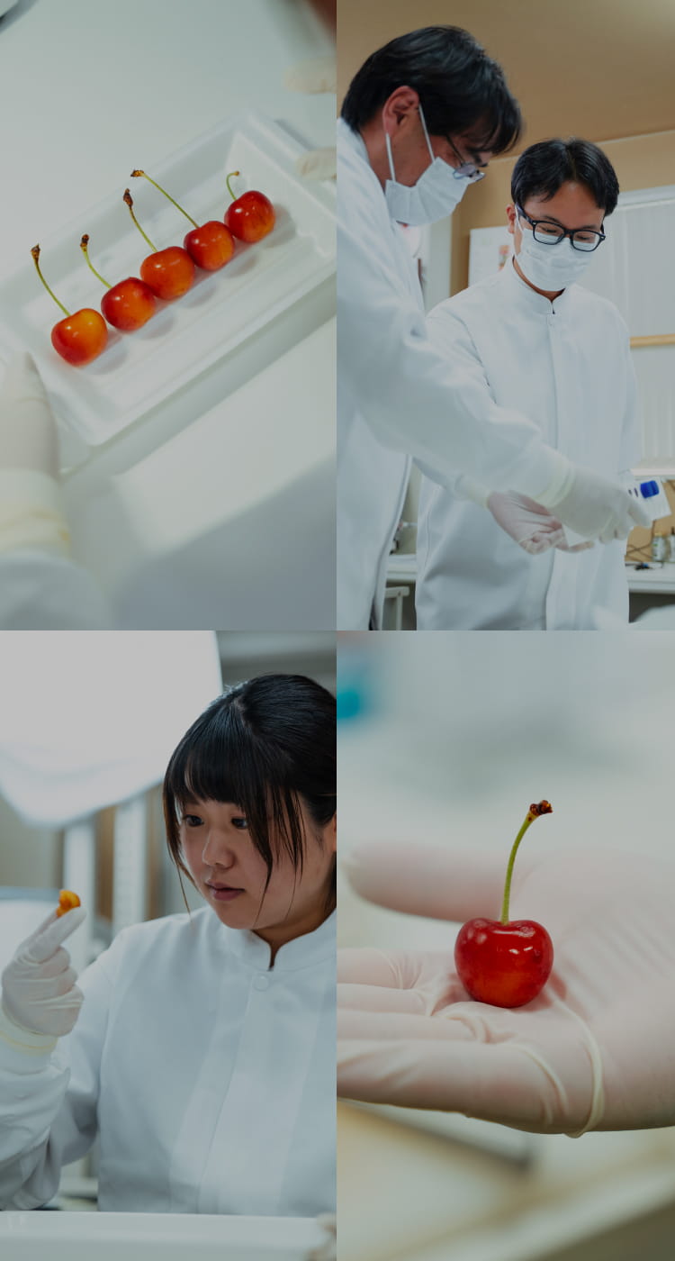 研究開発に取り組む4枚の写真